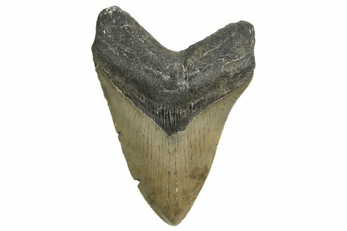 Serrated, Fossil Megalodon Tooth - North Carolina #338563